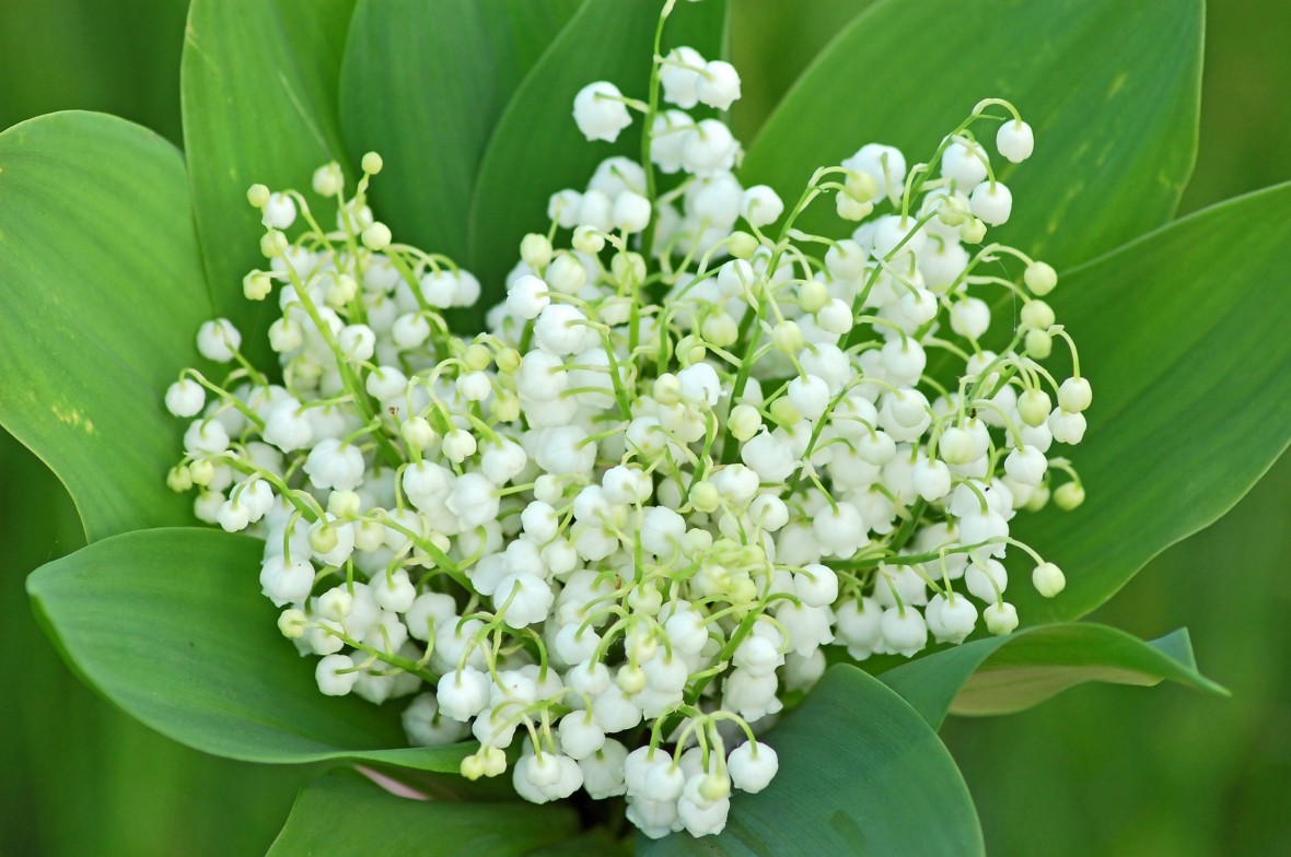 Muguet premier mai